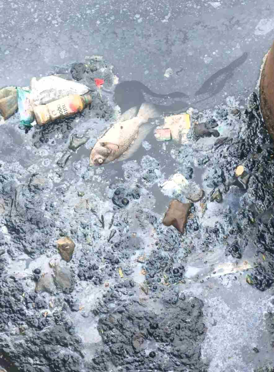 Setu Bahar Membludak Limbah! Warga Sesak Bau, Ikan Mati Massal, Pemerintah Dinilai Lambat Bertindak