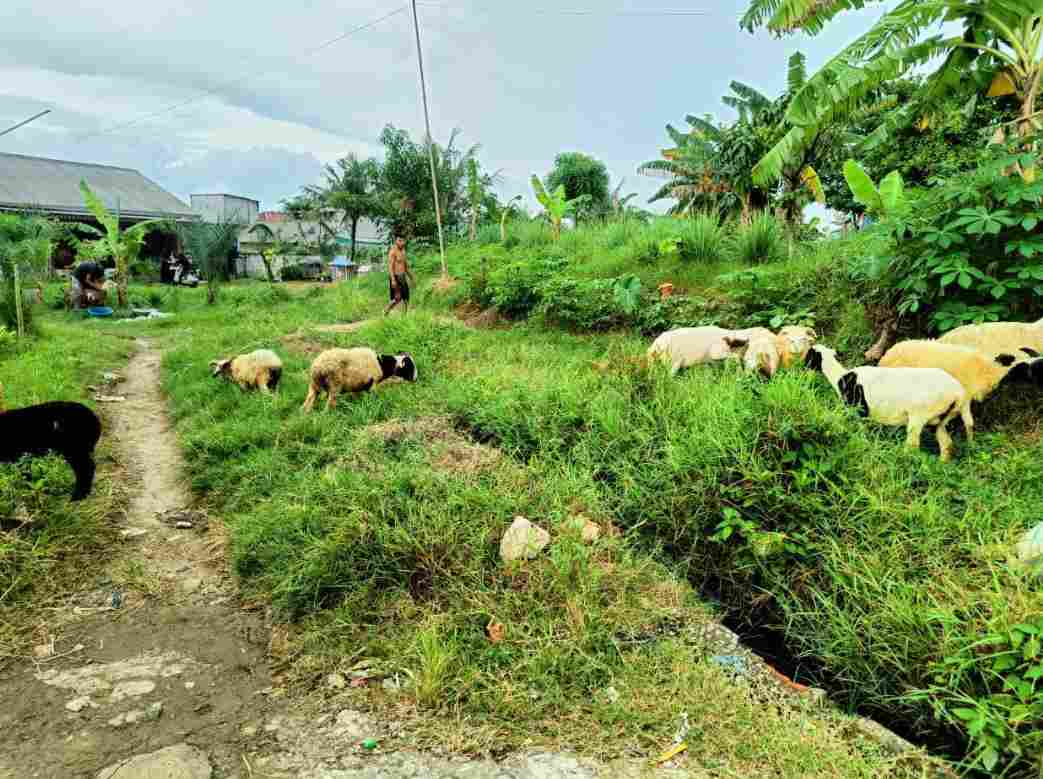 Usaha Jual Beli Kambing Domba “Th38rother’s farm” Hadir di Karang Bahagia